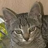Lluna 3 Katze Silke